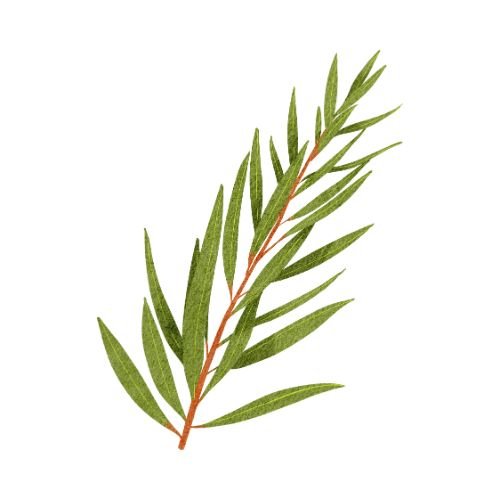 Organic Tea Tree Essential Oil