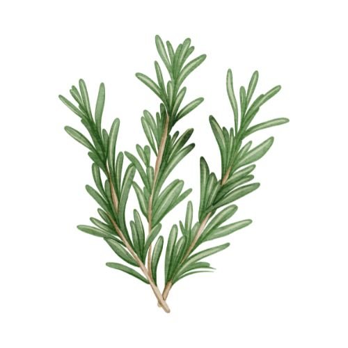 Organic Rosemary Essential Oil